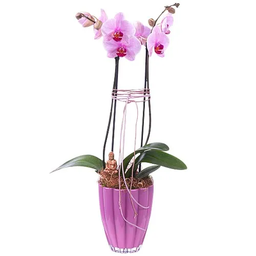 Ever-Blooming Pink Orchids Plant in Pink Pot