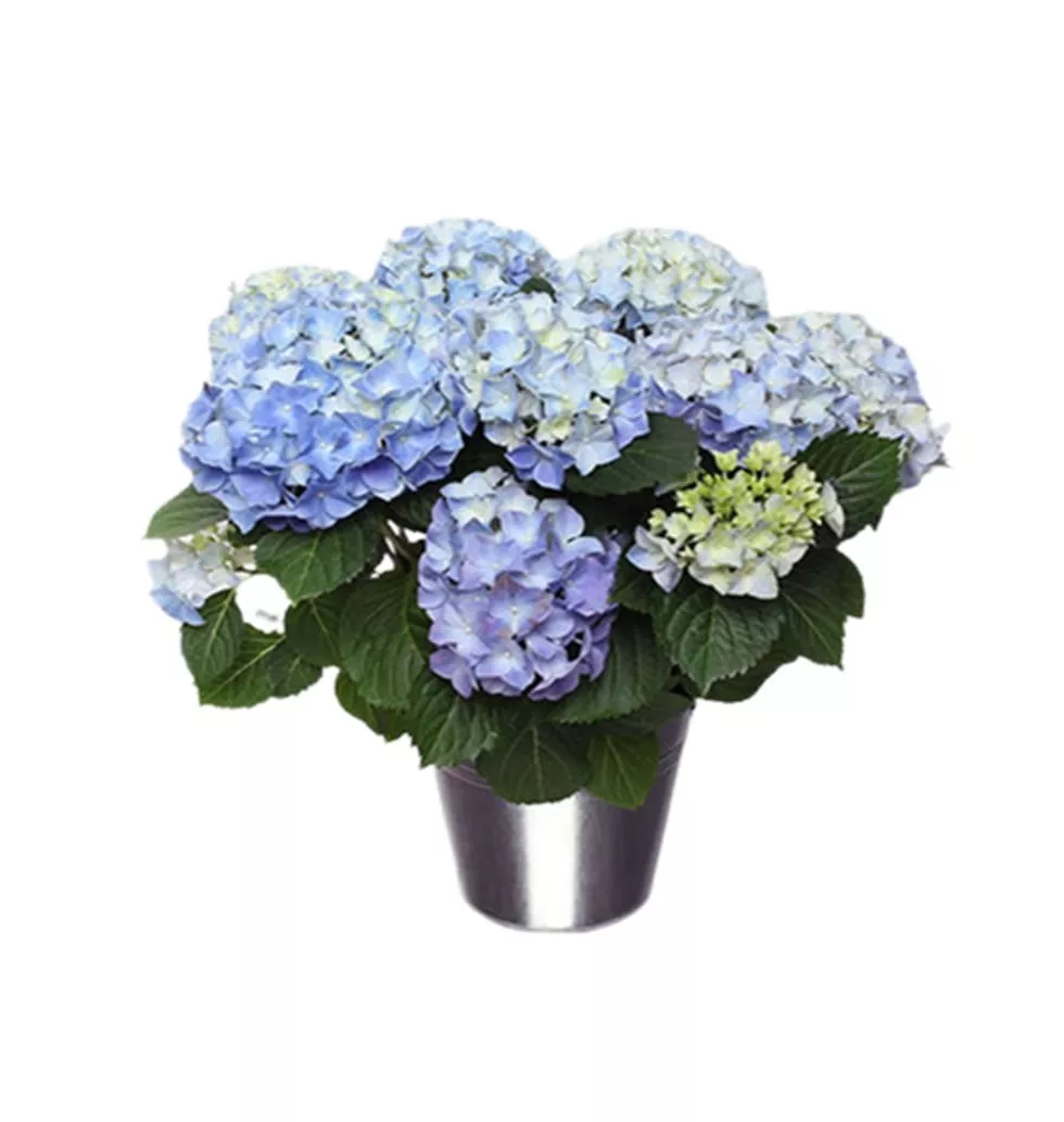 Gorgeous And Seasonal Blue Hydrangea