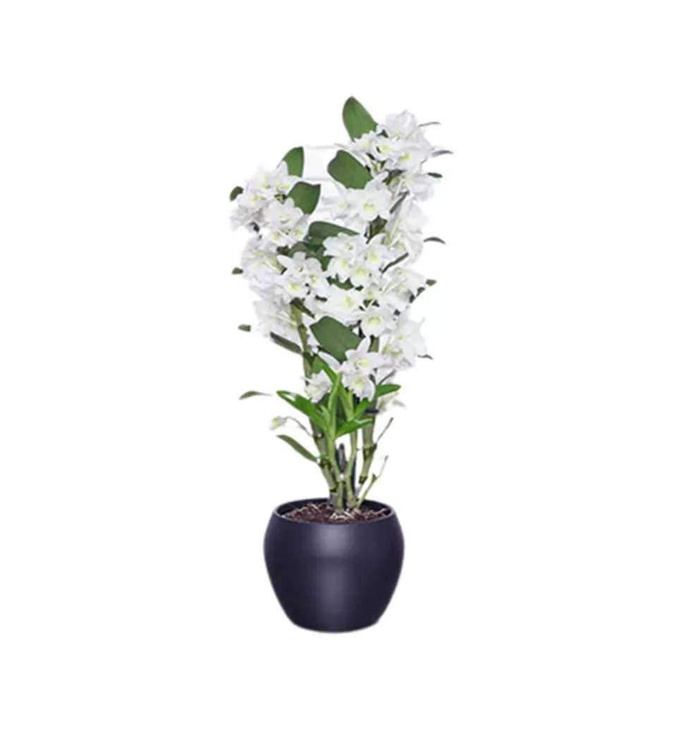Attractive Gift Of Dendrobium Orchid