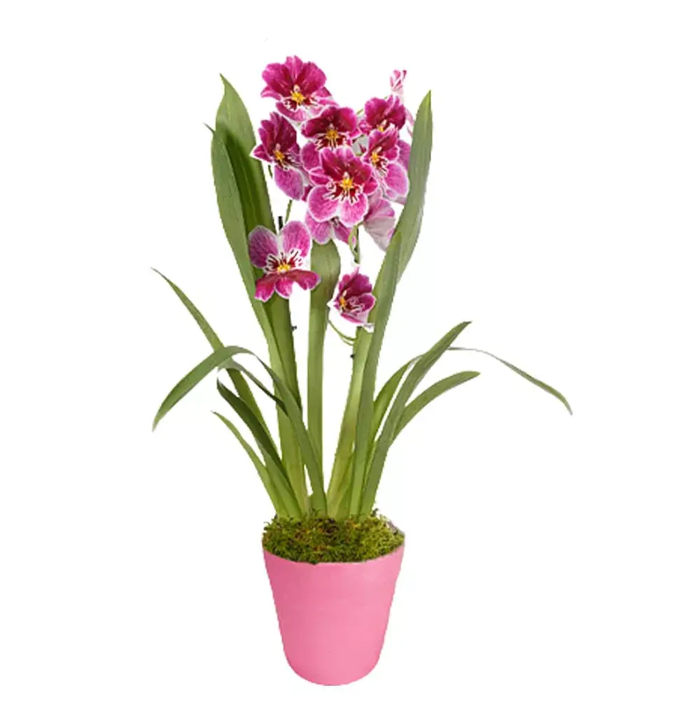 Exotic Bicolor Orchid Pot