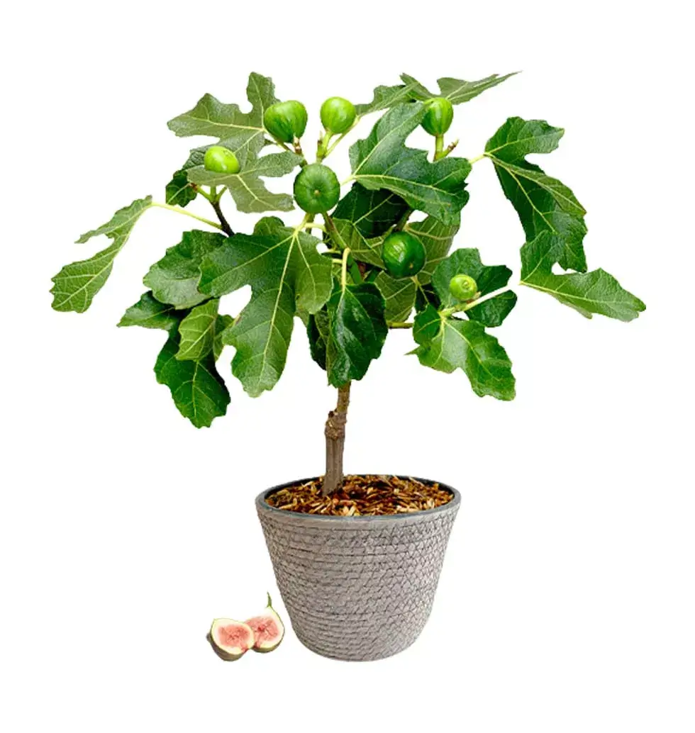 Fig trees are surprisingly durable producing gorgeous foliage and delicious excellent fruit A young fig tree in a seagrass basket is a lovely and long lasting gift Who wouldnt like to eat luscious figs from their own tree? On special occasions give your loved ones a fig tree