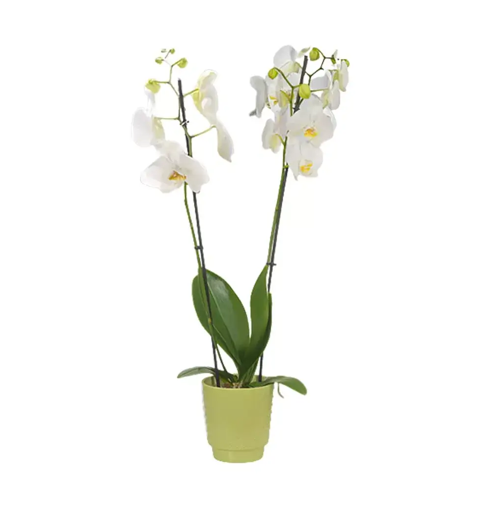 Amazing Orchid Plant Gift