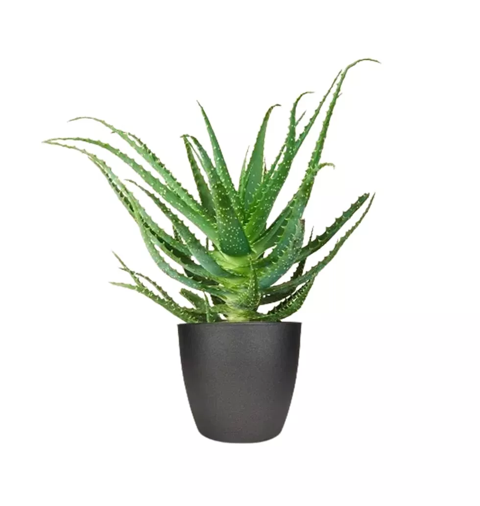 Plant Named Aloe Arborescent
