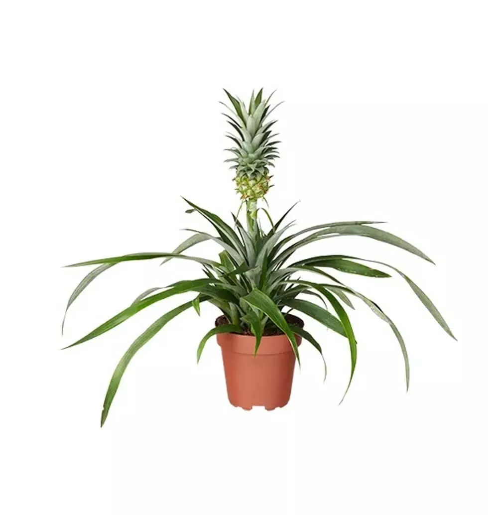 Lovely Pineapple Plant