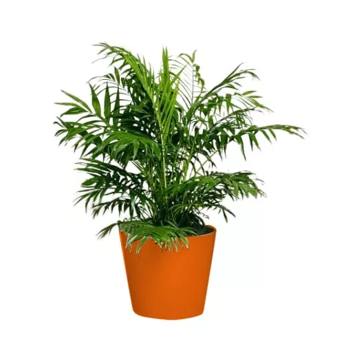 The Calm and Classic Parlor Palm