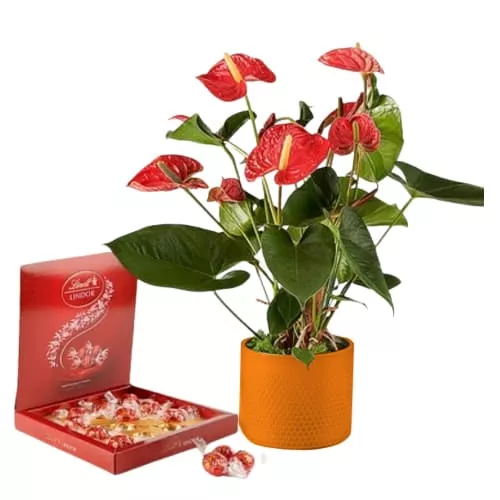 Red Anthurium and Delectable Chocolates
