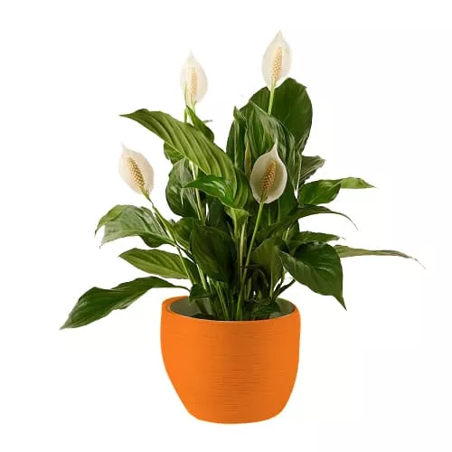 The Eternal Beauty of Peace Lily