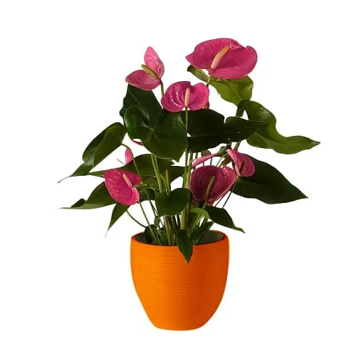 Exotic Beauty Of Pink Anthurium