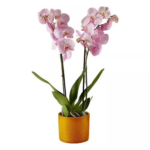 Pink PerfectionDazzling Orchid Plant