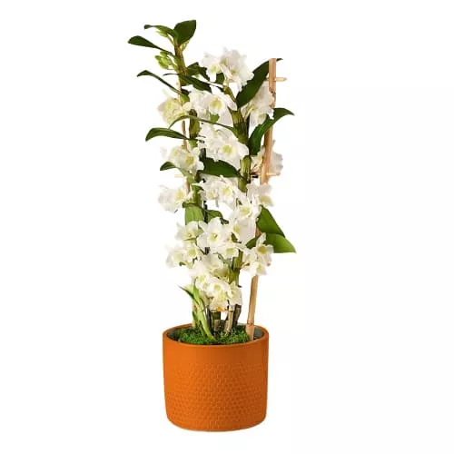 The Exotic Beauty of Dendrobium