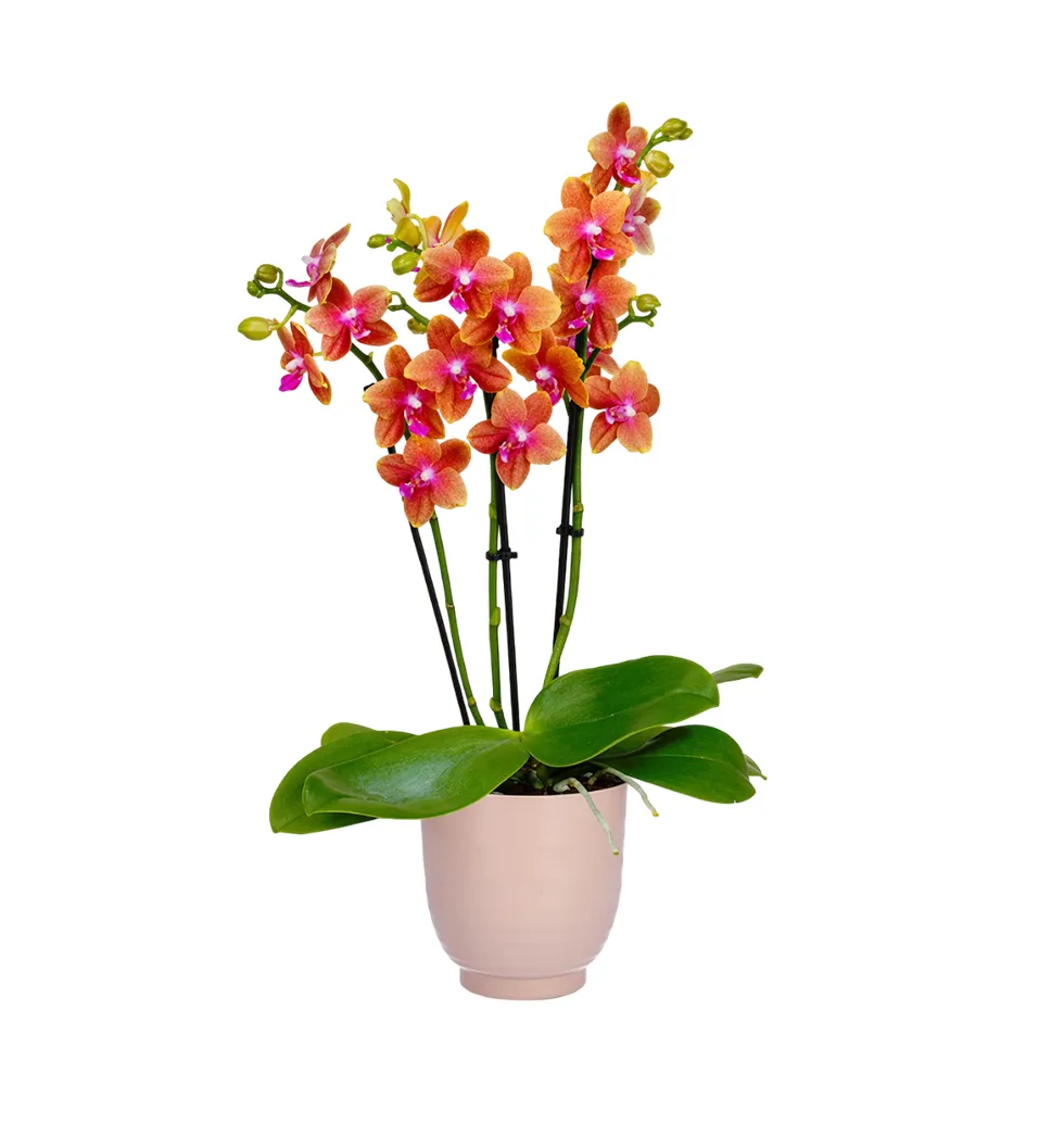 Charming Orange Orchid Arrangement