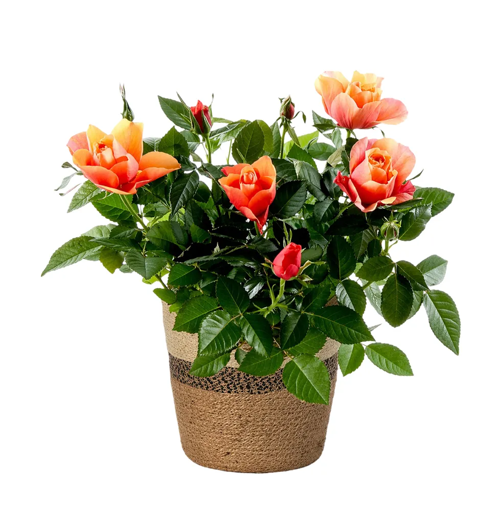 Lovely Potted Rose in Beautiful Basket