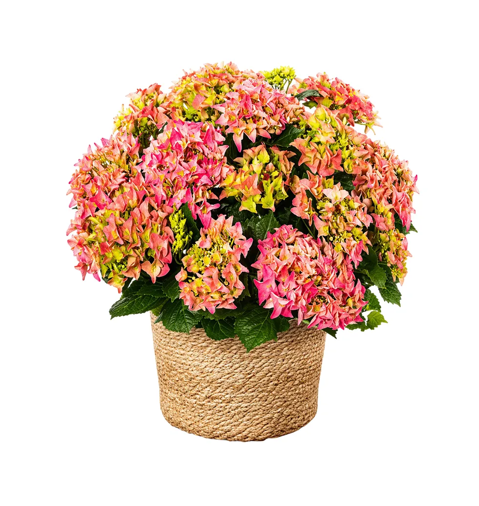 Pretty Hydrangea Gift Set