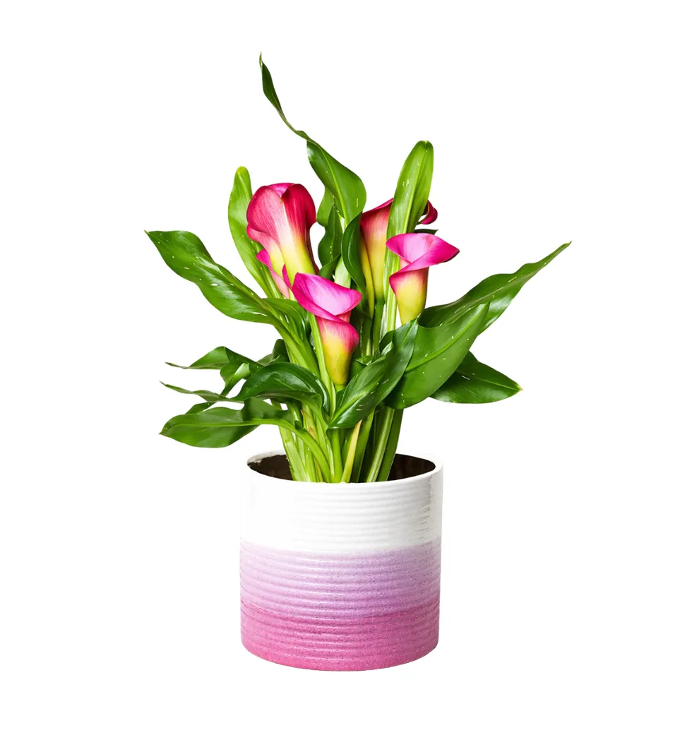 Stylish Pink Calla Lily Floral Gift