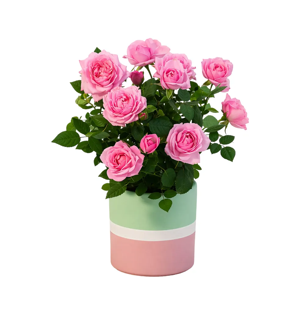 Stylish Mini Rose Bouquet in a Pot
