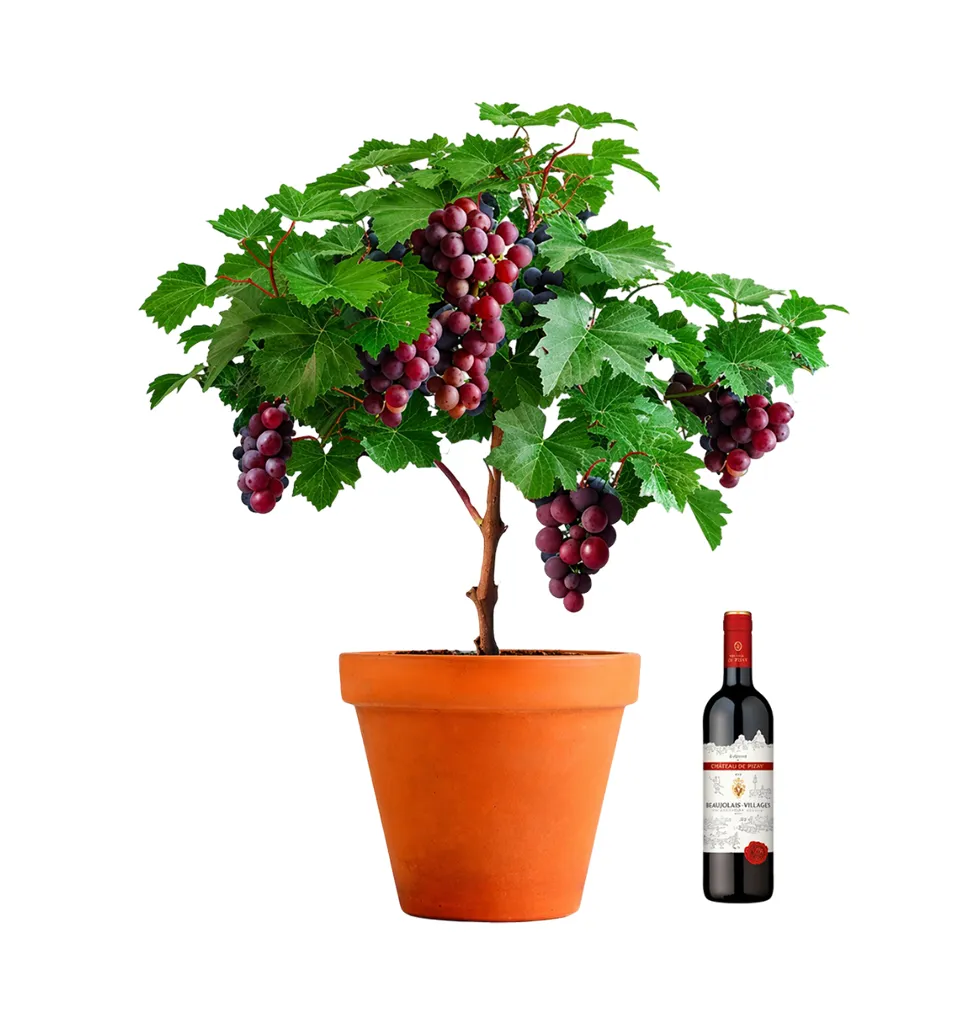 Regent Wine & Vine Gift Duo