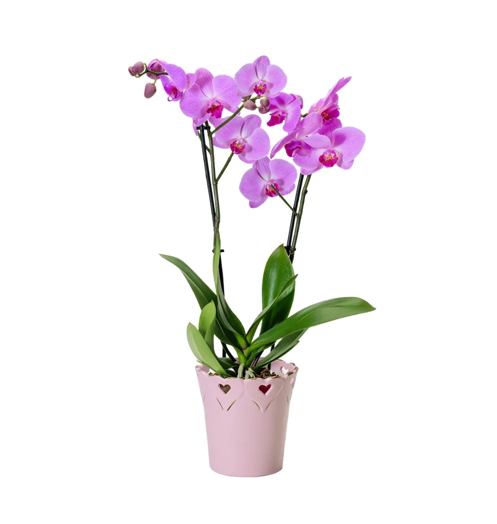 Delicate Pink Orchid with Heart Ceramic Base