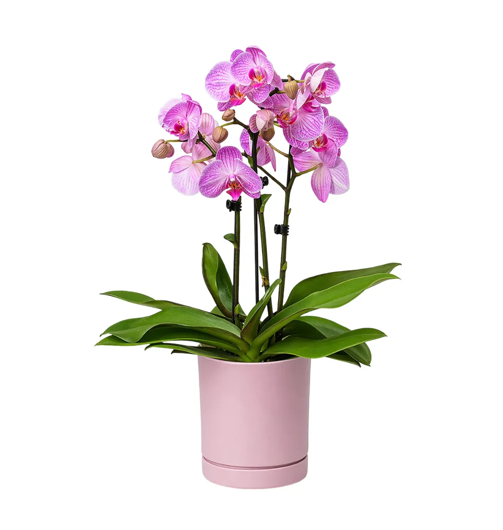 Sophisticated Pink Orchid Display